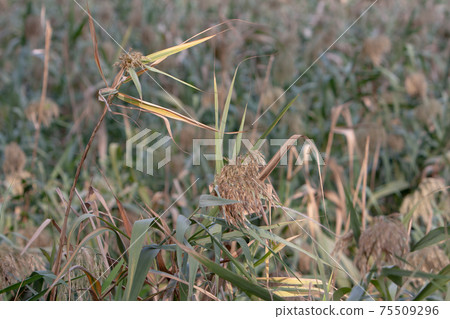 3 NOV 2007 the nature view Nam Sang Wai , Hong Kong. 75509296