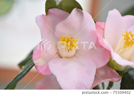 Brilliant camellia of spring flarie that matches the blue sky 75509402