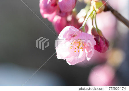 Okame Sakura blooms dark pink flowers 75509474