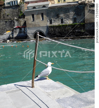 Vernazza seagull in Cinque Terre, Italy 75509480