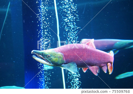 紅鮭魚染成鮮紅色 75509768