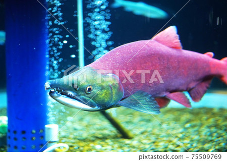 紅鮭魚染成鮮紅色 75509769