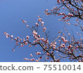 梅花樹在陽光明媚的一天 75510014