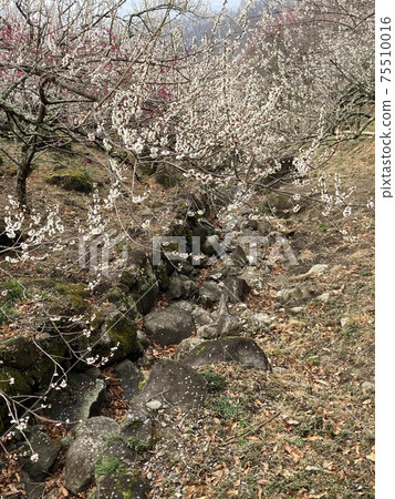 拜林景觀 拜林景觀 75510016
