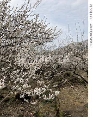 拜林景觀 拜林景觀 75510018