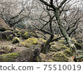 拜林景觀 75510019