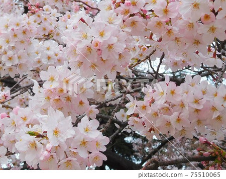 Sakura Sakura Sakura no Hana Somei Yoshino Sakura Sakura Sakura no Hana Somei Yoshino 75510065