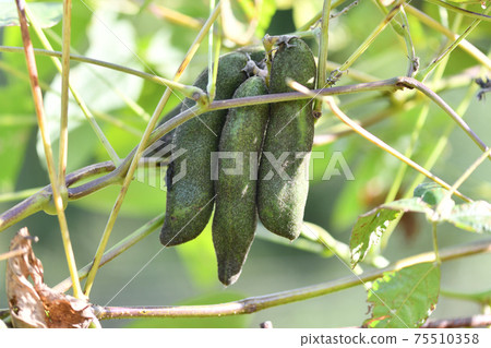 Mucuna bean fruit Mucuna bean fruit 75510358