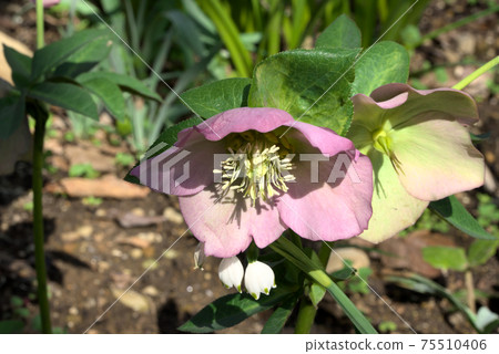 Christmas rose helebols Christmas rose helebols 75510406