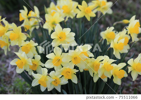 Narcissus Narcissus 75511066