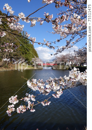 Cherry blossoms in full bloom and red bridge Matsumisaki Park Cherry blossoms in full bloom and red bridge Matsumisaki Park 75511475