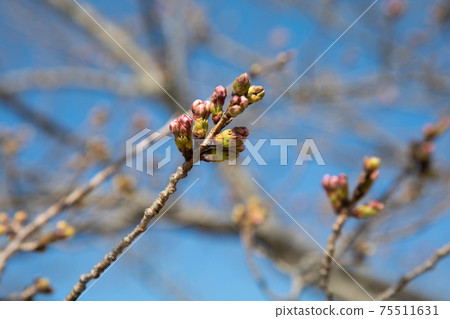 Cherry buds against the blue sky Cherry buds against the blue sky 75511631