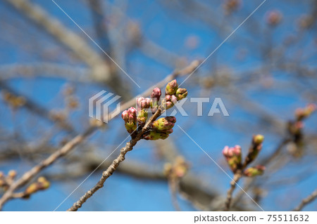 Cherry buds against the blue sky Cherry buds against the blue sky 75511632