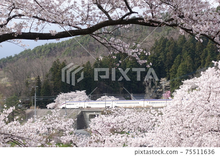 Sakura Express Yamagata Shinkansen Tsubasa Sakura Express Yamagata Shinkansen Tsubasa 75511636