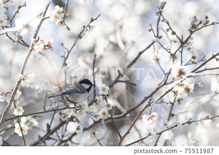 梅樹林中的山雀 梅樹林中的山雀 75511987