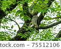 Small bird of prey hawk sparrowhawk perching on a green tree 75512106