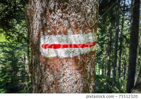 White and red mark on a tree trunk, pralognan, French alps. 75512320