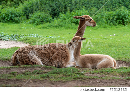 Vicunas, Vicugna Vicugna, relatives of the llama Vicunas, Vicugna Vicugna, relatives of the llama 75512585
