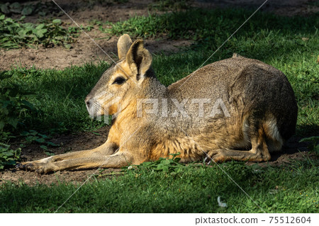 Patagonian Mara, Dolichotis patagonum are large relatives of guinea pigs 75512604