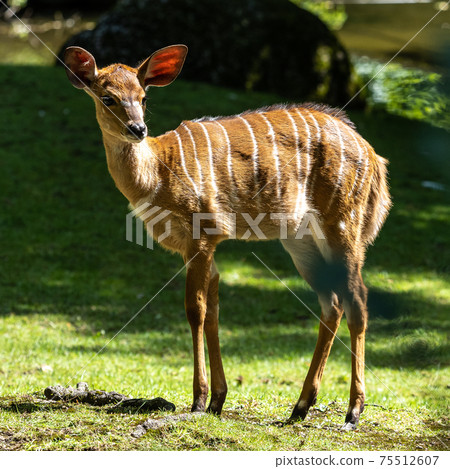 Baby Nyala Antelope - Tragelaphus angasii. Wild life animal. 75512607