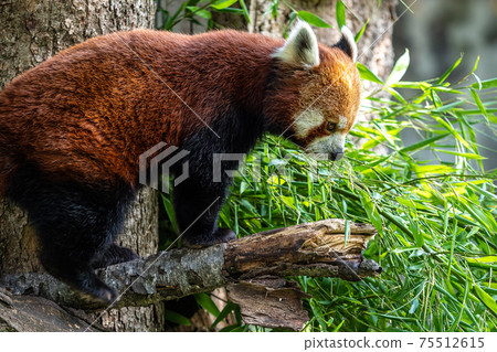 The red panda, Ailurus fulgens, also called the lesser panda. 75512615
