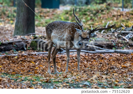 The fallow deer, Dama mesopotamica is a ruminant mammal 75512620