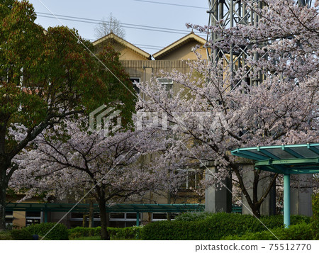 Cherry blossoms in full bloom under the blue sky, Yoshino cherry tree, full bloom @ Komyōike station area, Sakai city 75512770