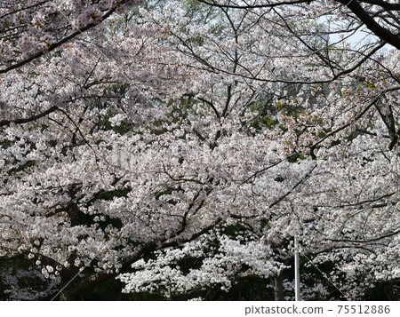 Sa下盛開的櫻花,吉野櫻花樹,@市Hin尾公園 Sa下盛開的櫻花,吉野櫻花樹,@市Hin尾公園 75512886