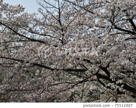 Sa下盛開的櫻花,吉野櫻花樹,@市Hin尾公園 Sa下盛開的櫻花,吉野櫻花樹,@市Hin尾公園 75512887