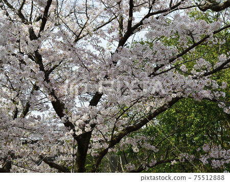 Sa下盛開的櫻花,吉野櫻花樹,@市Hin尾公園 Sa下盛開的櫻花,吉野櫻花樹,@市Hin尾公園 75512888
