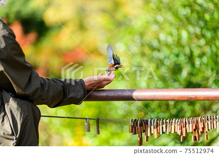 A landscape where beautiful wild birds stay in a gentle hand Natural wild birds Fresh green image landscape A landscape where beautiful wild birds stay in a gentle hand Natural wild birds Fresh green image landscape 75512974