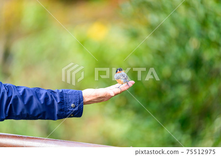 A landscape where beautiful wild birds stay in a gentle hand Natural wild birds Fresh green image landscape 75512975