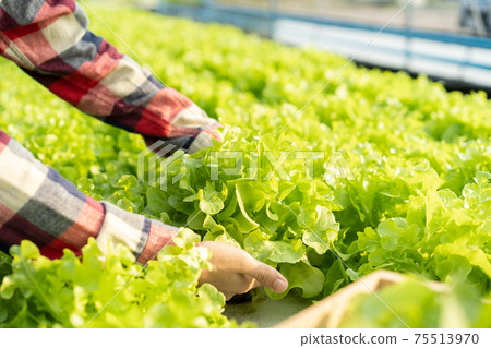 Hand of farmer women while harvest in Organic vegetable farm, green oak lettuce Hand of farmer women while harvest in Organic vegetable farm, green oak lettuce 75513970