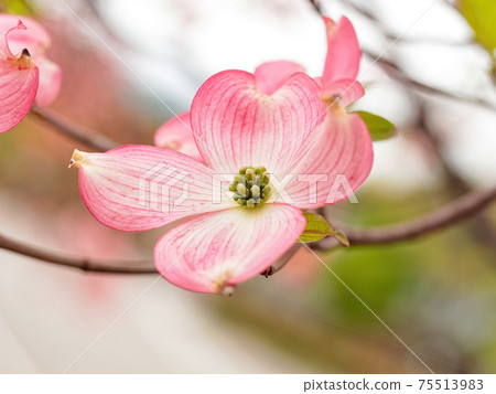 Blooming pink dogwood flowers Blooming pink dogwood flowers 75513983