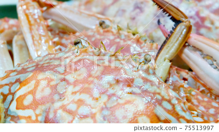 Closeup of boiled and cooked flower crab, Portunus armatus. 75513997
