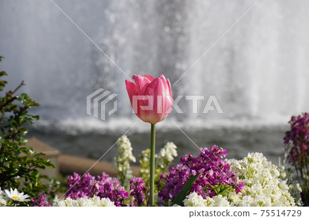 Pink tulip Pink tulip 75514729