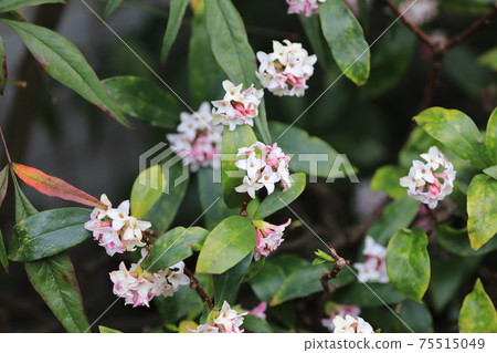 Zinbo gauze Zinbo gauze 75515049