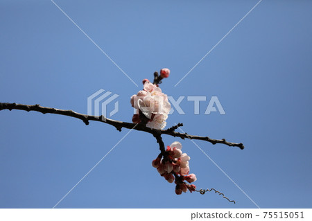 Apricot flowers Apricot flowers 75515051