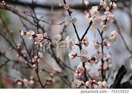 杏花 75515052