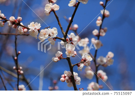 Apricot flowers 75515097