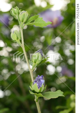 Light purple mokuge flowers and buds Light purple mokuge flowers and buds 75515244