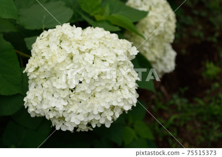 六月雨季初夏Annabelle繡球花 六月雨季初夏Annabelle繡球花 75515373