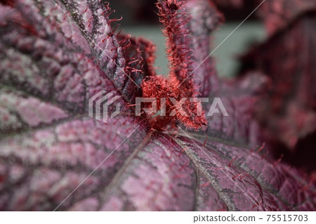 Rex Begonia Leaf tip up Rex Begonia Leaf tip up 75515703