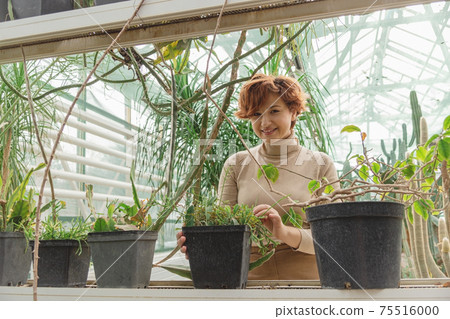 A beautiful plus size young woman takes care of plants green plants A beautiful plus size young woman takes care of plants green plants 75516000