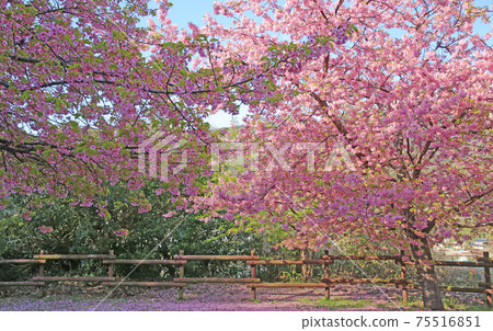 Kawazu Sakura (Kamitski) 75516851