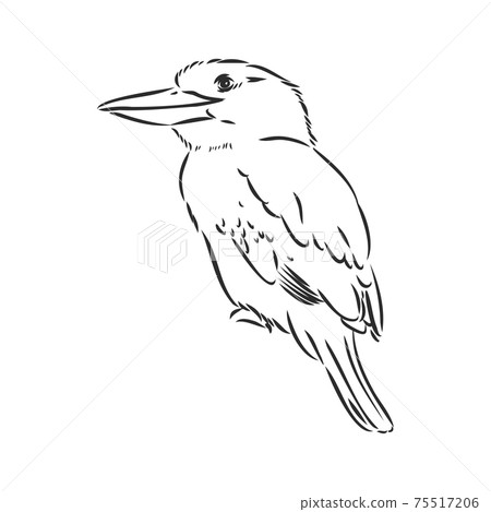 black outlined kookaburra bird-vector drawing, kookaburra vector sketch illustration on white background 75517206