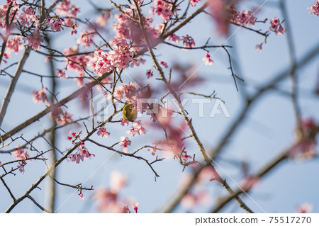 One white-eye that is eating nectar with its face stuck in the cherry blossoms One white-eye that is eating nectar with its face stuck in the cherry blossoms 75517270