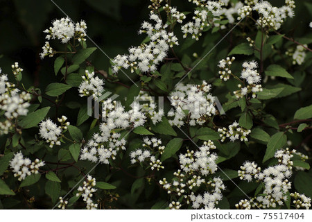 白色的蛇根(Maruba Fujibakama)的小白花的特寫非常美麗。 白色的蛇根(Maruba Fujibakama)的小白花的特寫非常美麗。 75517404