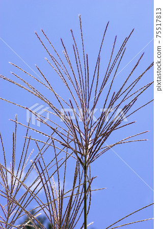 The ears of Japanese pampas grass sway in the wind and shine well in the clear autumn sky 75517813