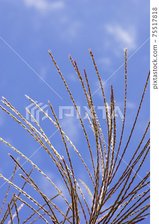 日本蒲葦的耳朵在風中搖曳,在晴朗的秋日中閃閃發亮 日本蒲葦的耳朵在風中搖曳,在晴朗的秋日中閃閃發亮 75517818